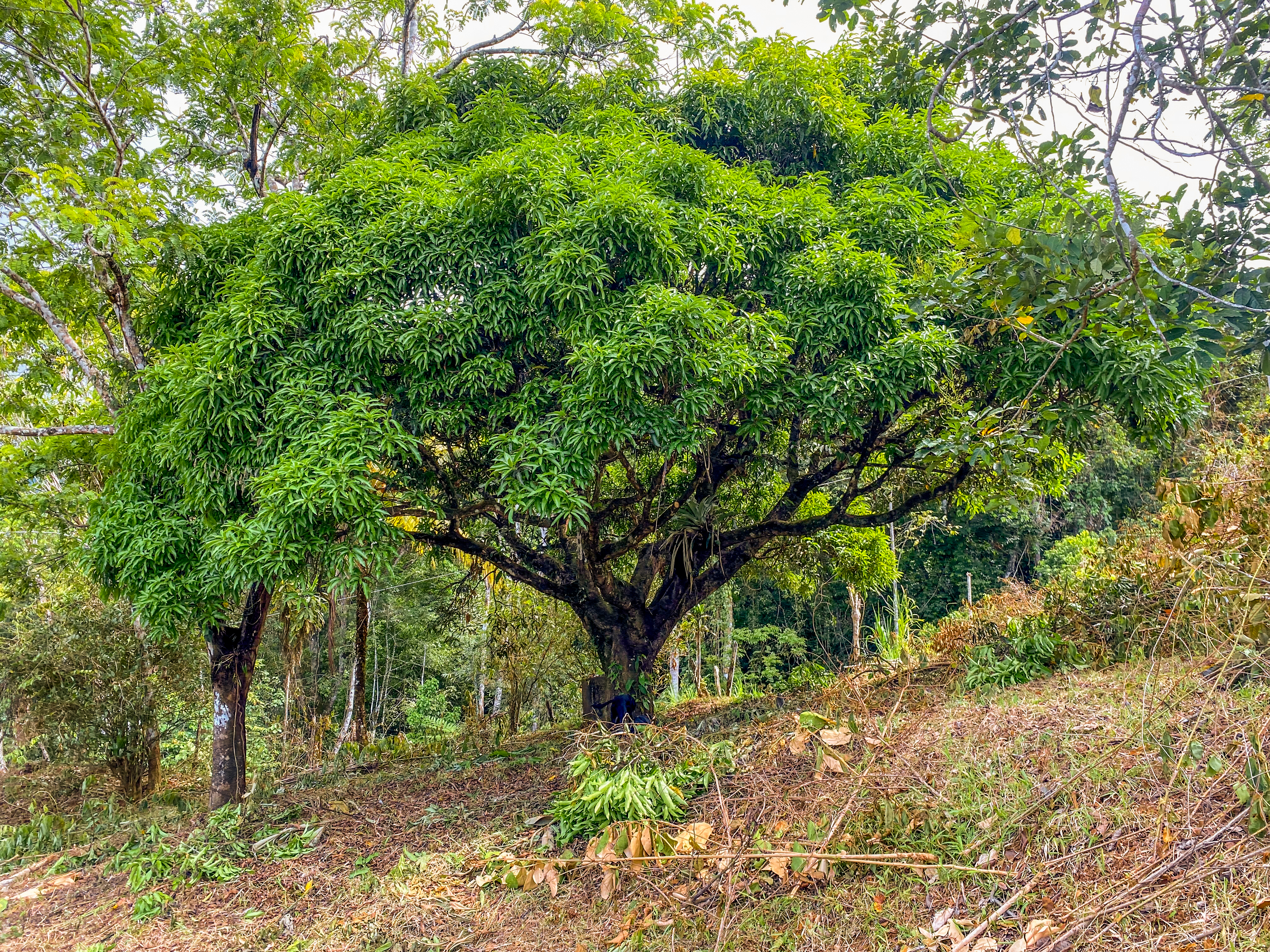 0 bed Land For Sale in Uvita, Puntarenas - thumb 13