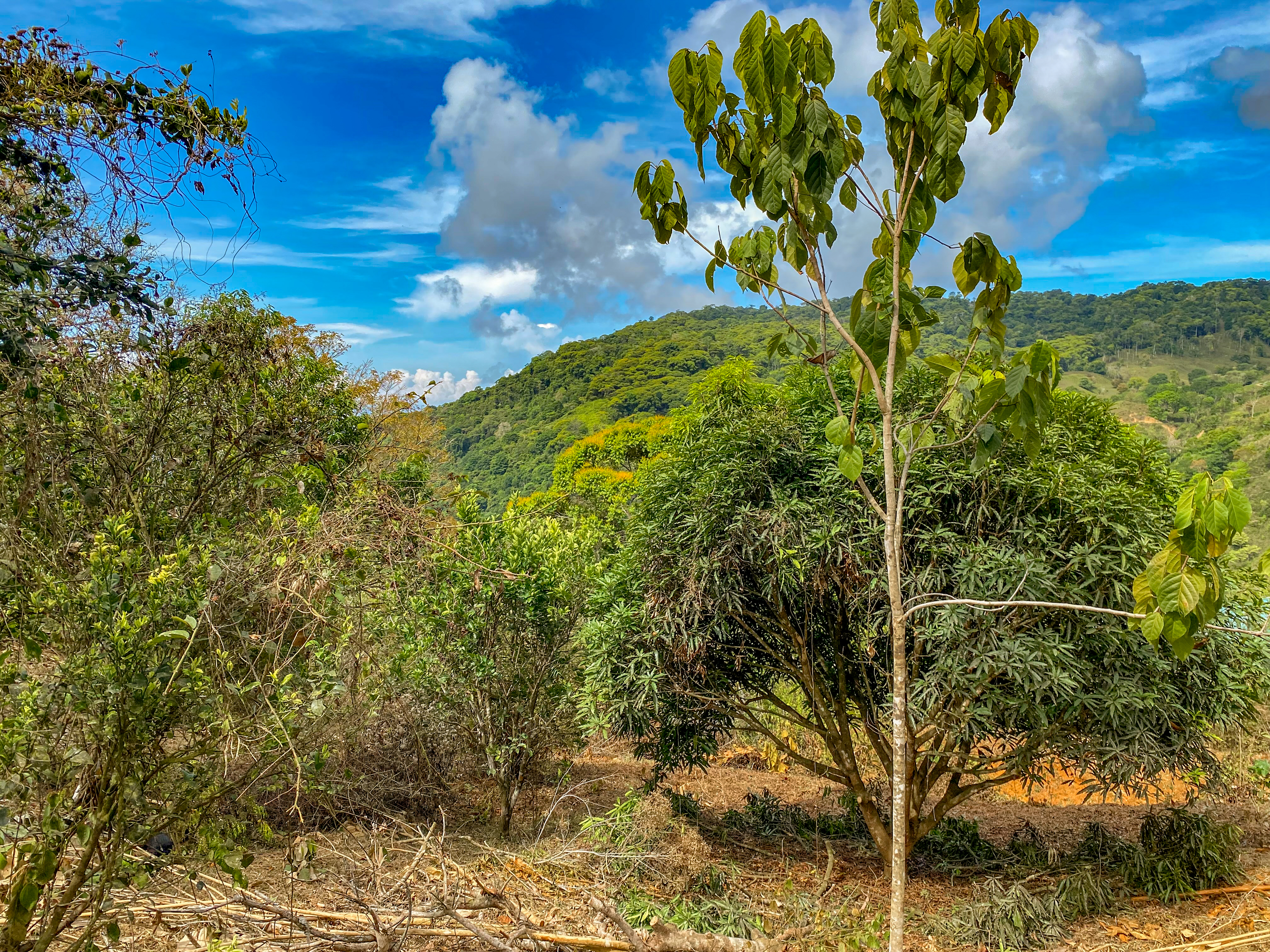 0 bed Land For Sale in Uvita, Puntarenas - thumb 18