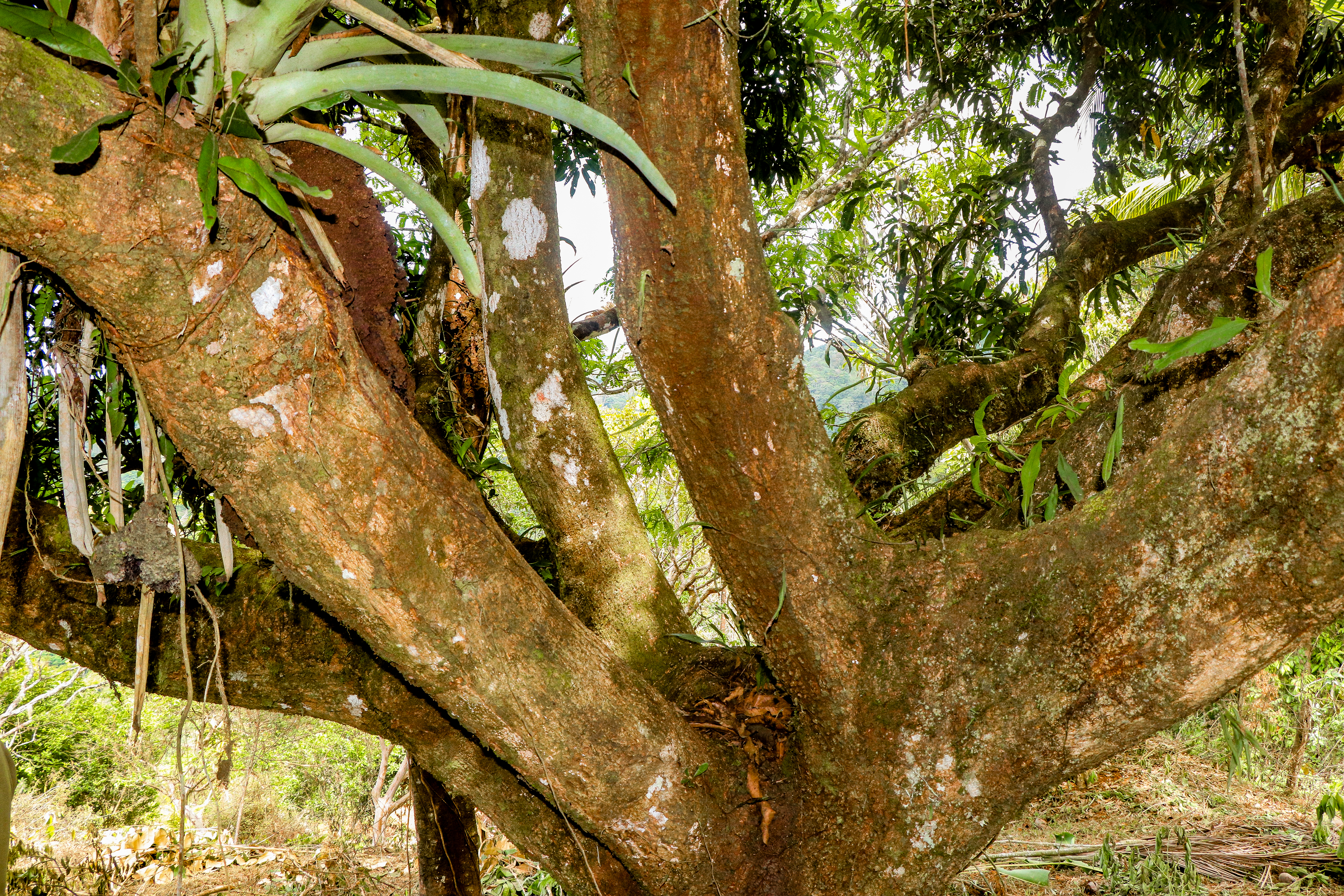 0 bed Land For Sale in Uvita, Puntarenas - thumb 25