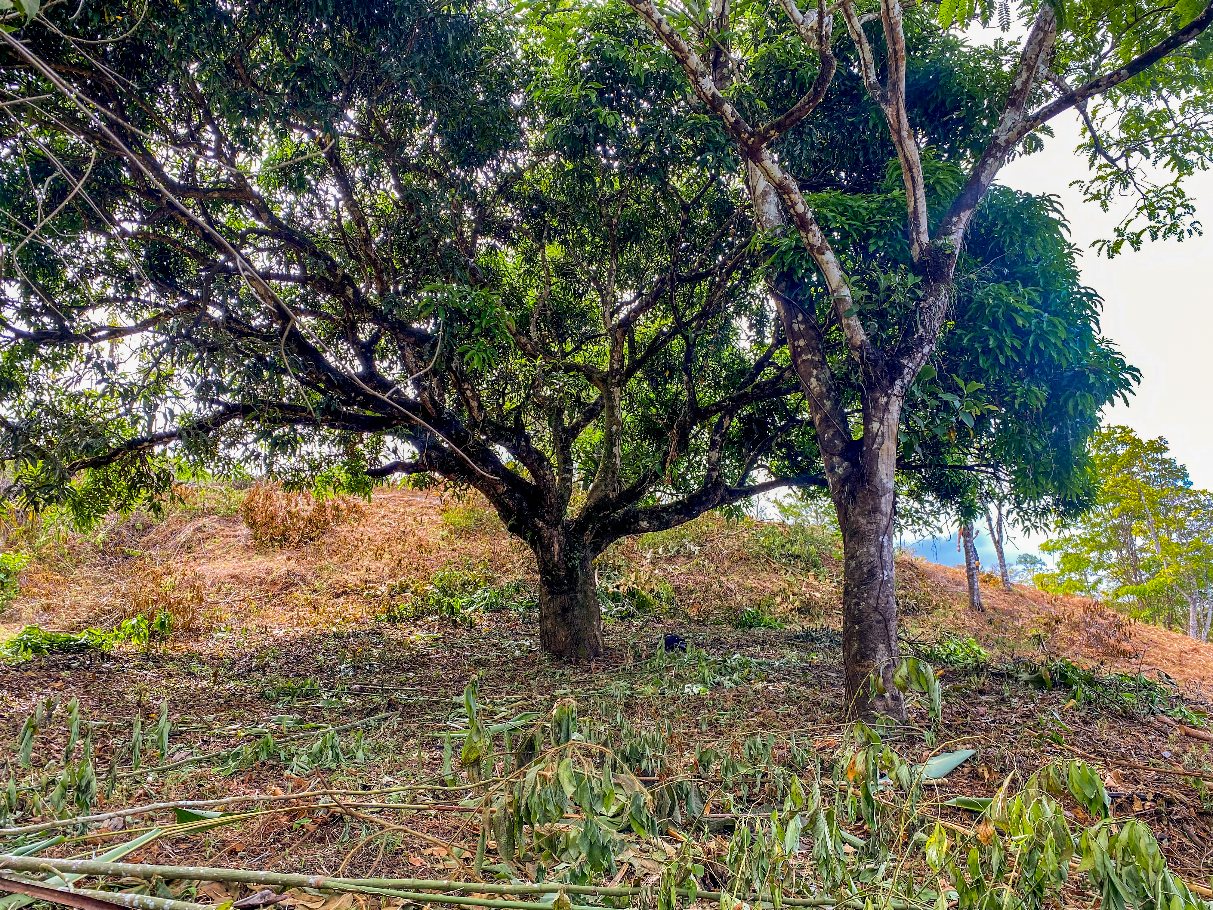 0 bed Land For Sale in Uvita, Puntarenas - thumb 17