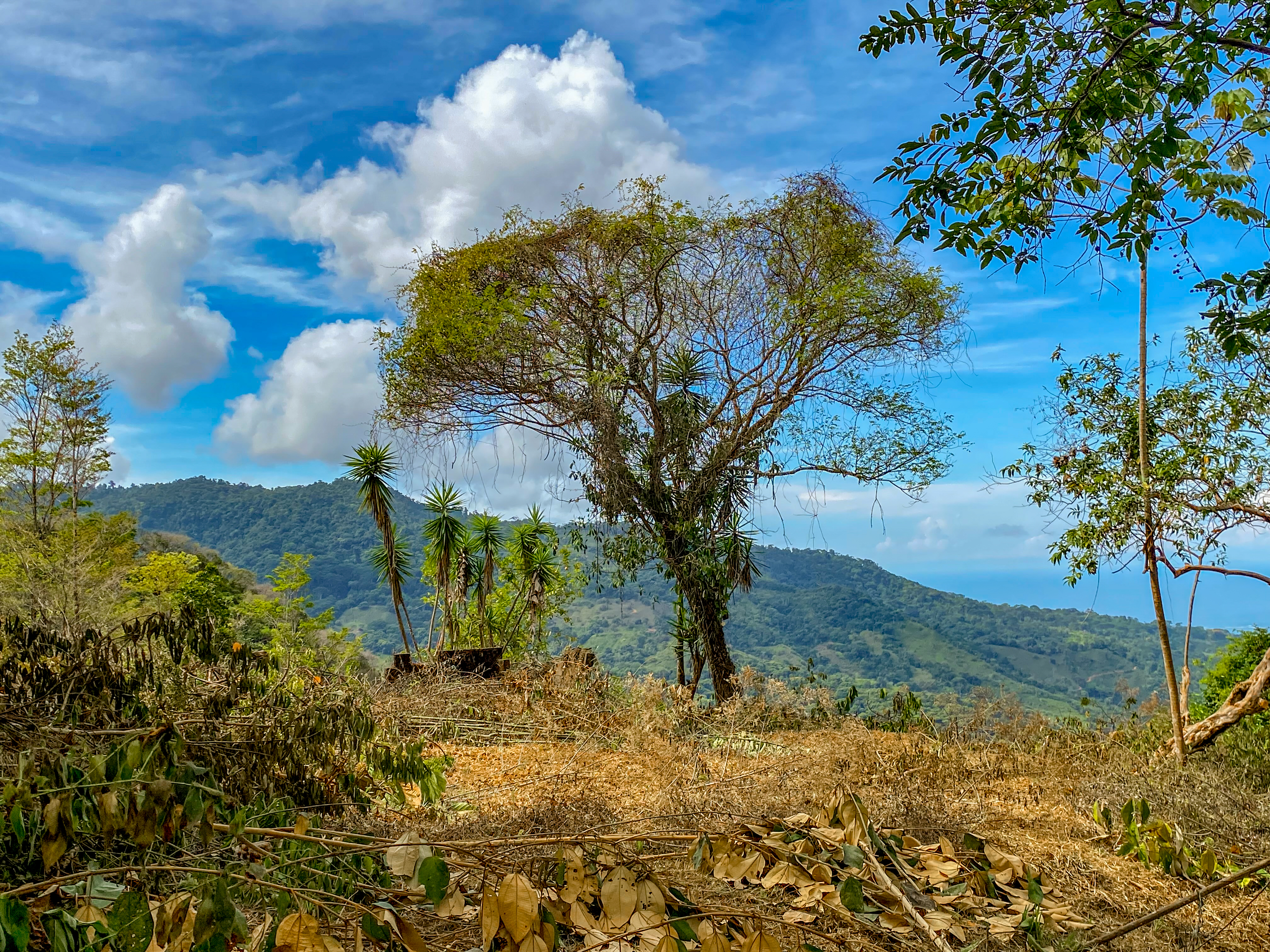 0 bed Land For Sale in Uvita, Puntarenas - thumb 16