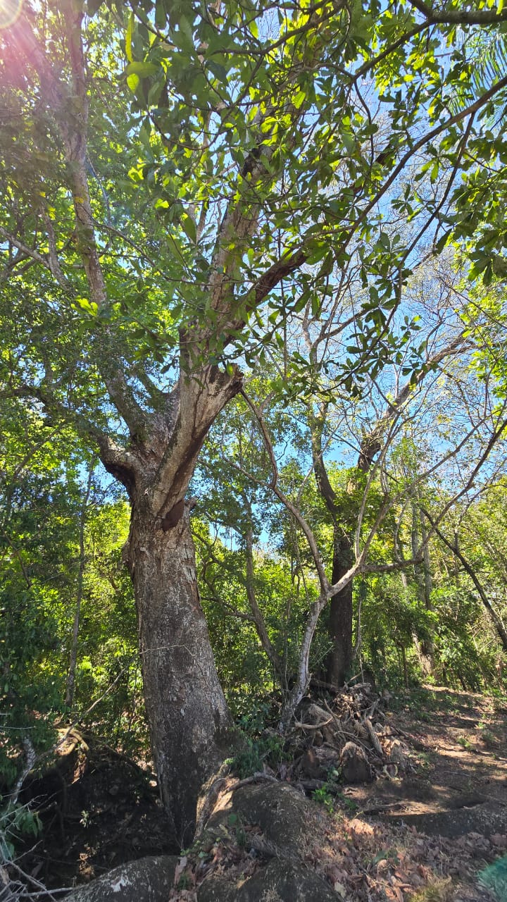 0 bed Land For Sale in Atenas, Alajuela - thumb 2