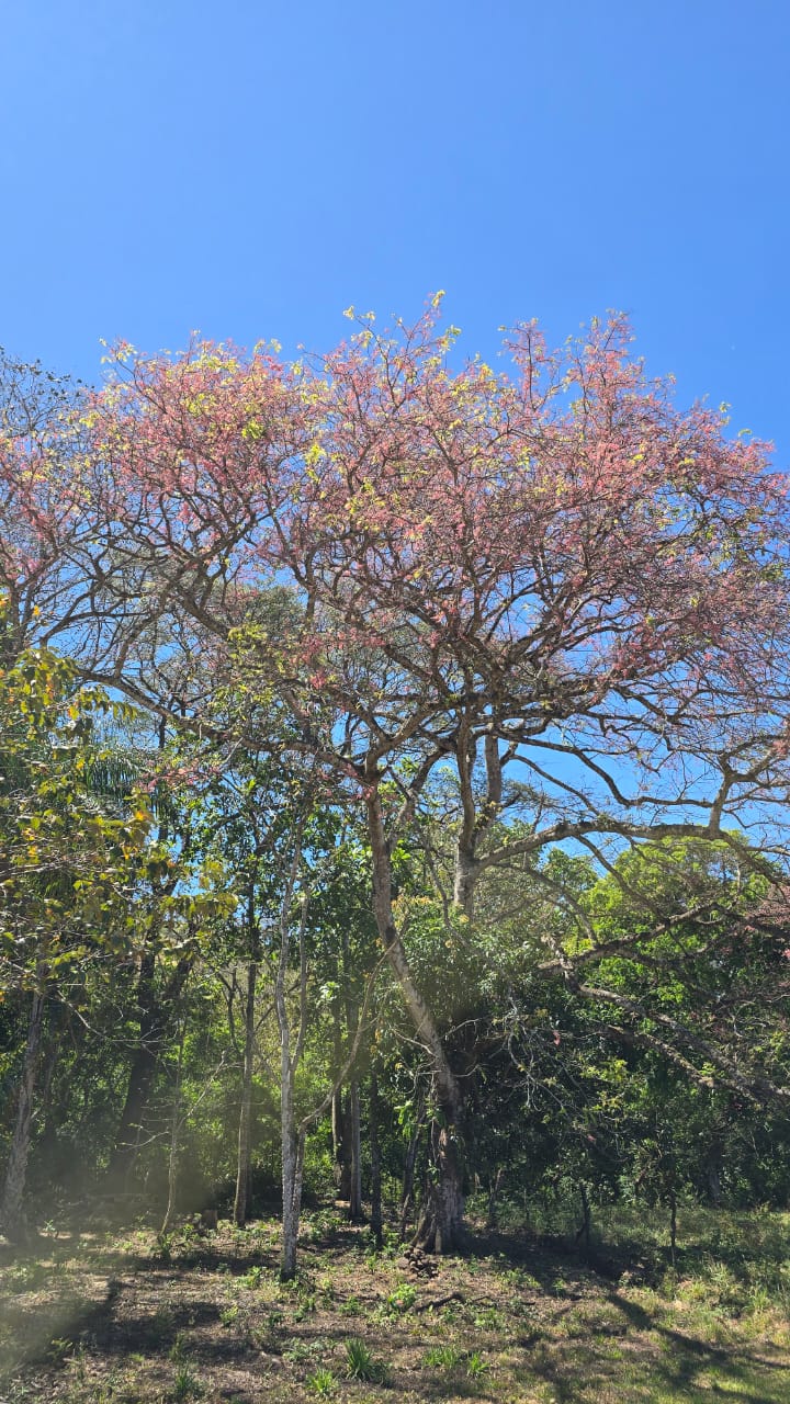 0 bed Land For Sale in Atenas, Alajuela - thumb 11