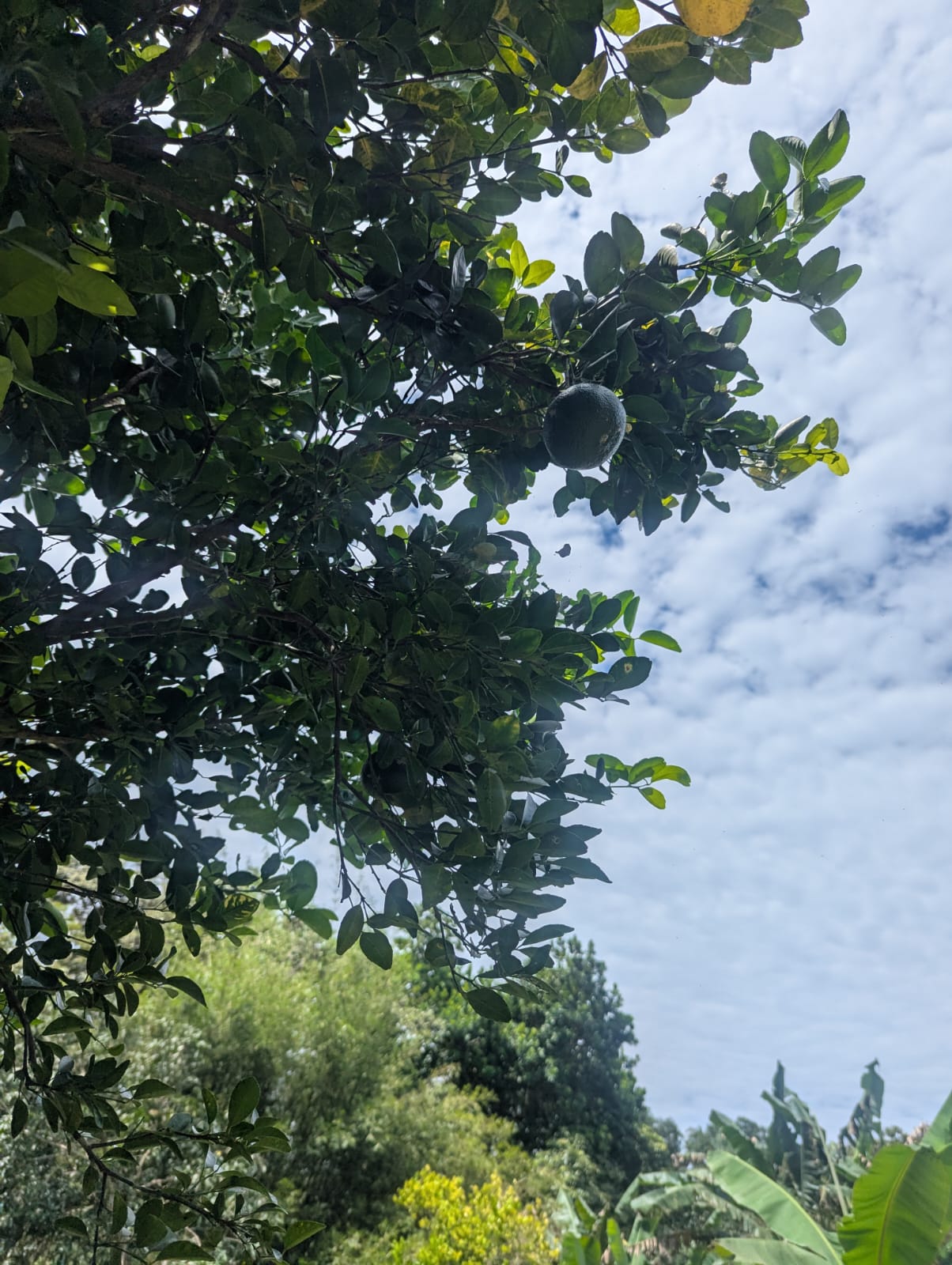 4 bed Single Family Homes For Rent in Orotina, Alajuela - thumb 22