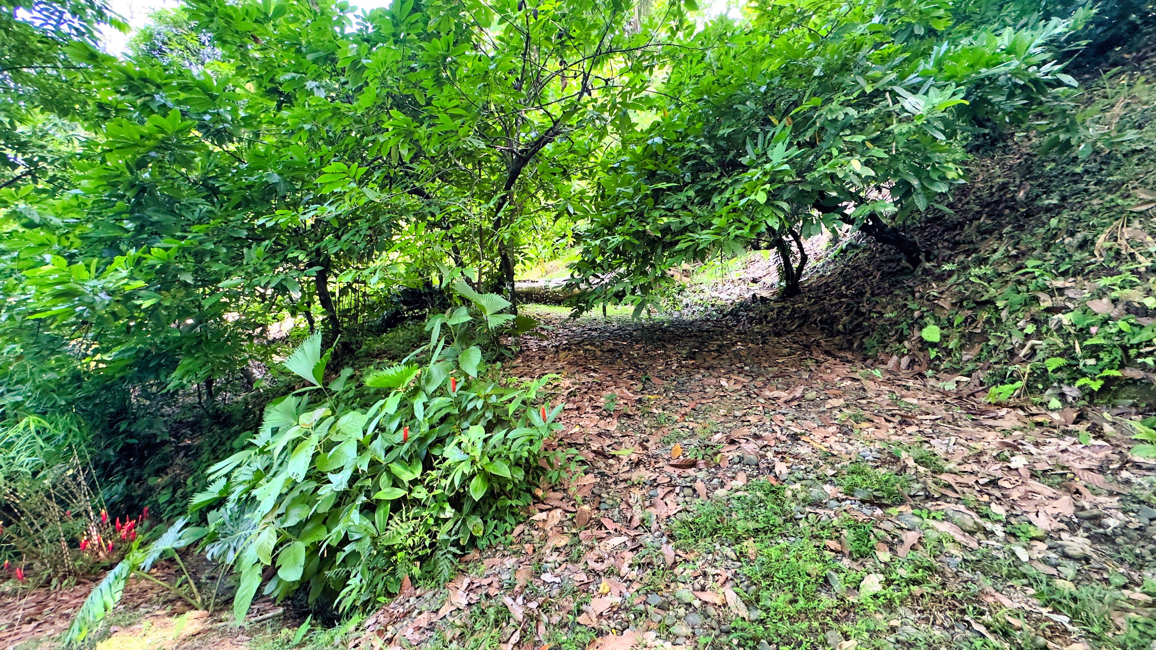 0 bed Land For Sale in Puerto Viejo, Limón - thumb 7