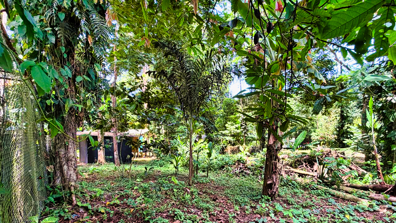 2 bed Single Family Homes For Sale in Puerto Viejo, Limón - thumb 8