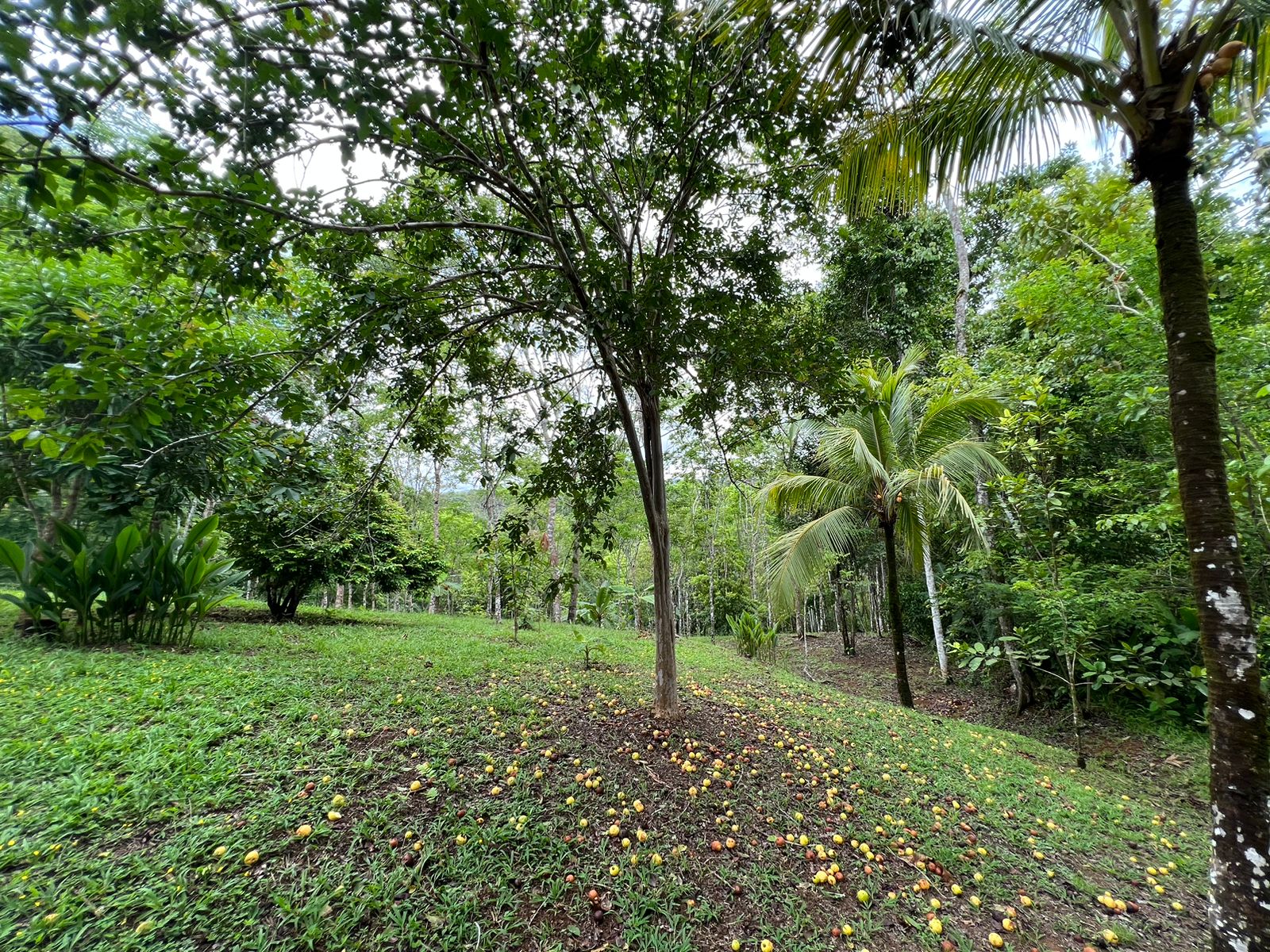 0 bed Land For Sale in Dominical, Puntarenas - thumb 3