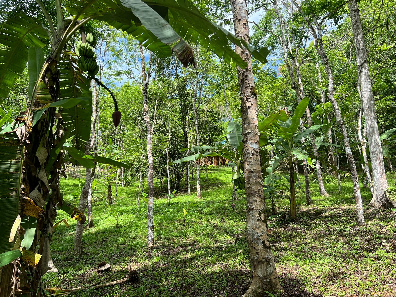 0 bed Land For Sale in Dominical, Puntarenas - thumb 14