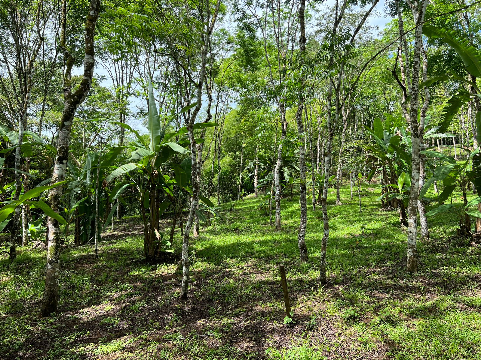 0 bed Land For Sale in Dominical, Puntarenas - thumb 13