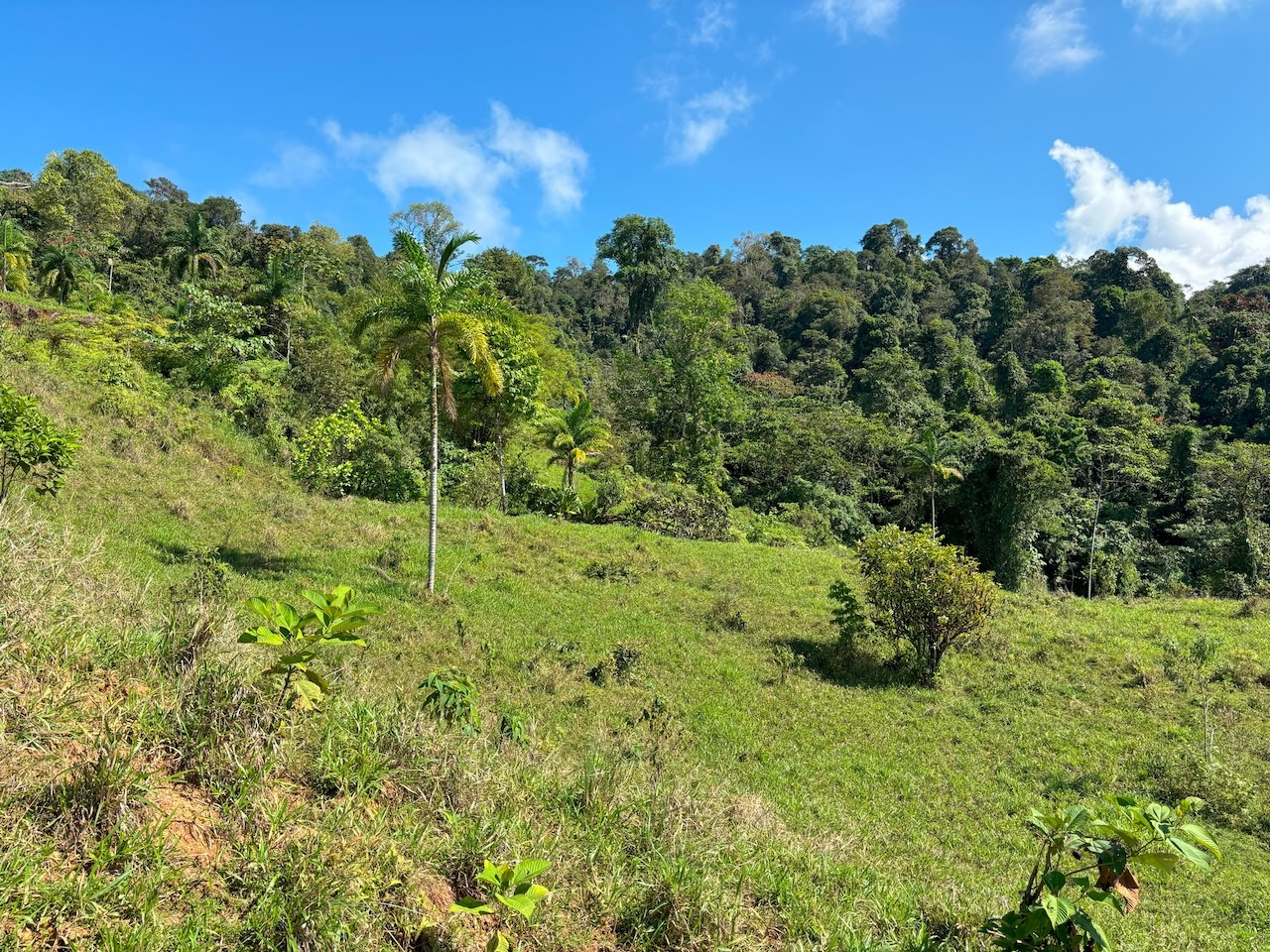 0 bed Land For Sale in Dominical, Puntarenas - thumb 18