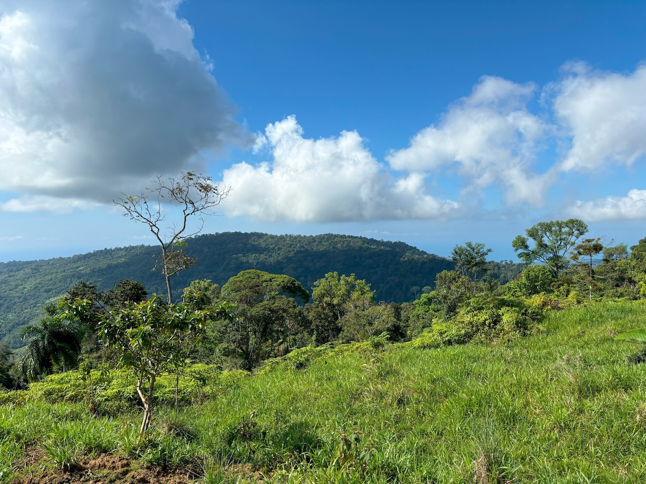 0 bed Land For Sale in Dominical, Puntarenas - thumb 8
