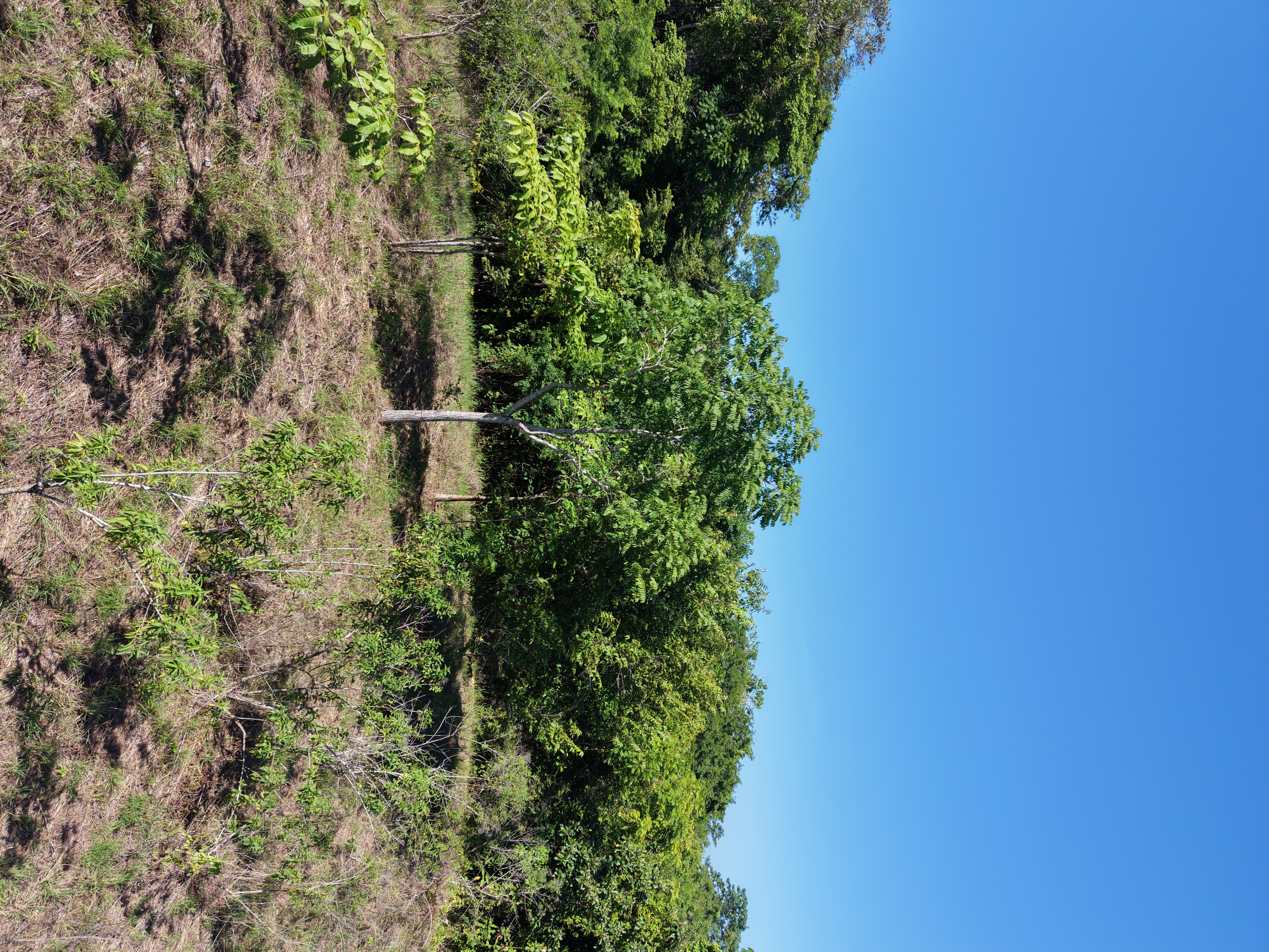 0 bed Land For Sale in Delicias, Puntarenas - thumb 8
