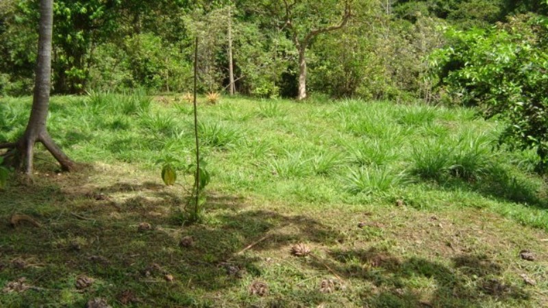 1 bed Single Family Homes For Sale in Dominical, Puntarenas - thumb 16