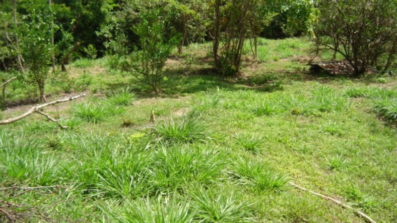 1 bed Single Family Homes For Sale in Dominical, Puntarenas - thumb 17