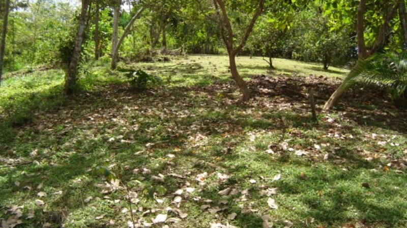 1 bed Single Family Homes For Sale in Dominical, Puntarenas - thumb 18