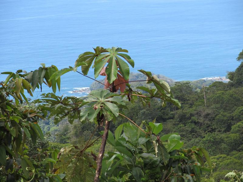 0 bed Land For Sale in Dominical, Puntarenas - thumb 2