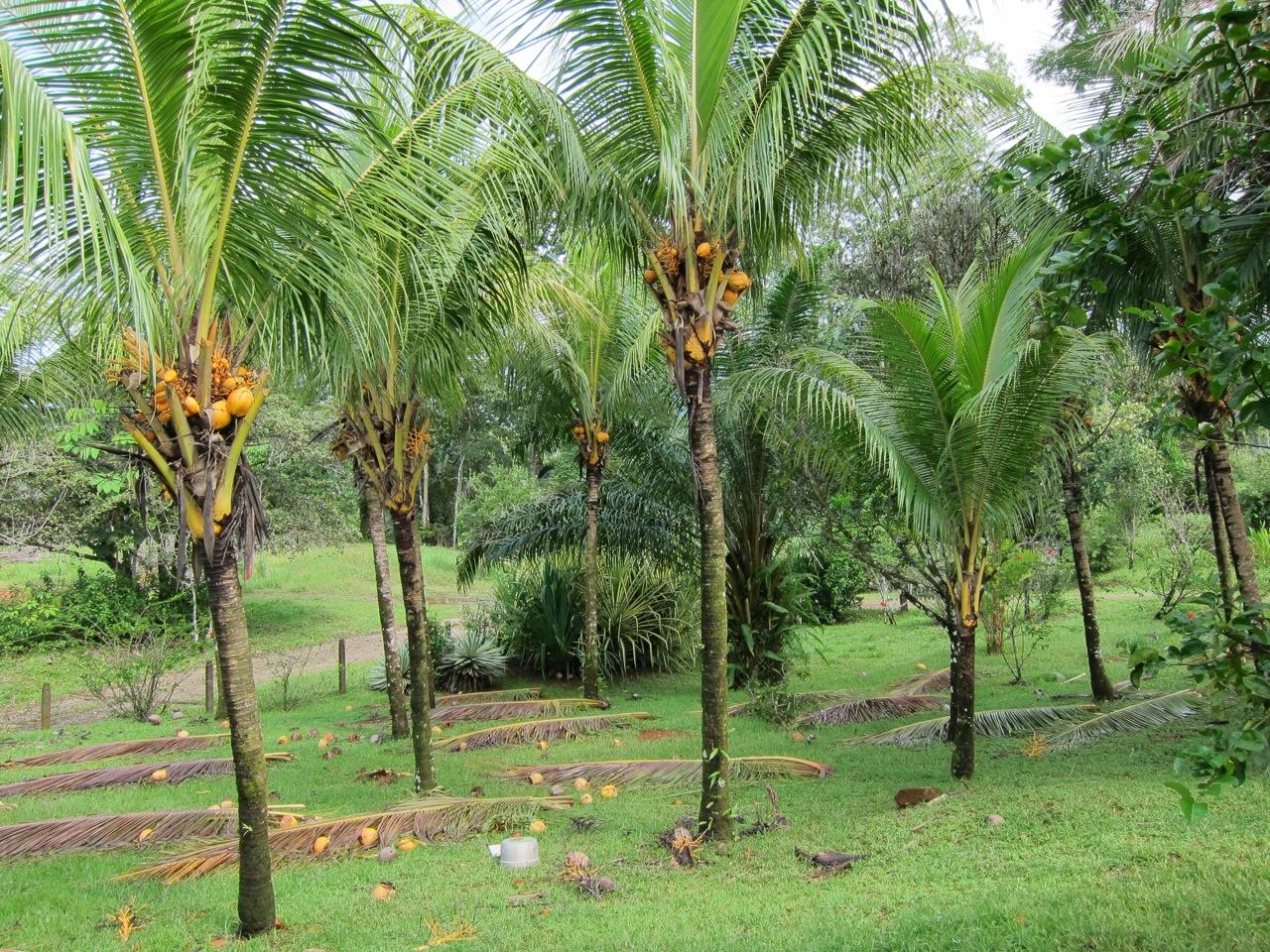 3 bed Single Family Homes For Sale in Ojochal, Puntarenas - thumb 2