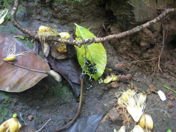 0 bed Land For Sale in Dominical, Puntarenas - thumb 5