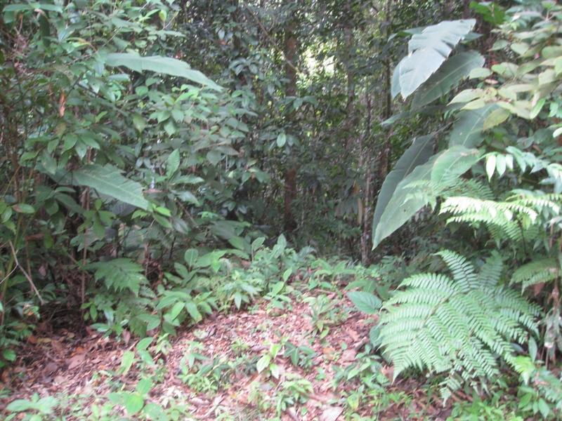 0 bed Land For Sale in Dominical, Puntarenas - thumb 2