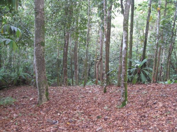 0 bed Land For Sale in Dominical, Puntarenas - thumb 3
