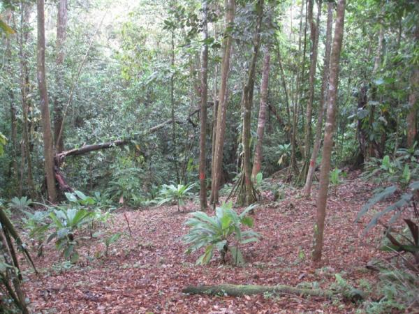 0 bed Land For Sale in Dominical, Puntarenas - thumb 4
