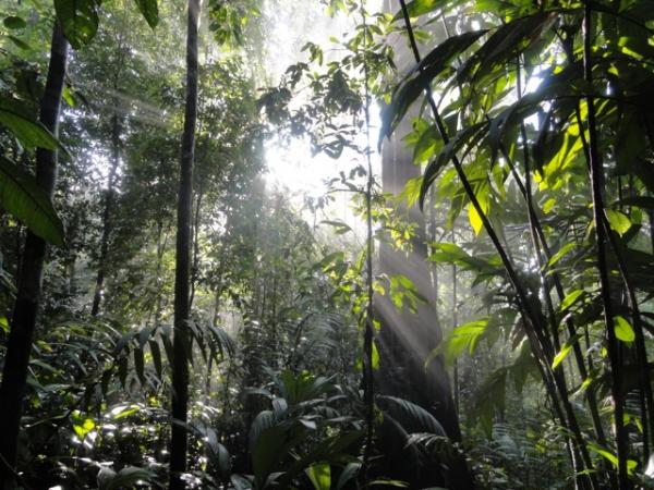 0 bed Land For Sale in Puerto Jimenez, Puntarenas - thumb 22