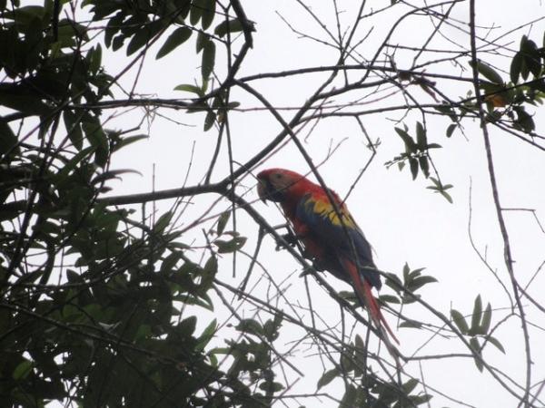 0 bed Land For Sale in Puerto Jimenez, Puntarenas - thumb 17