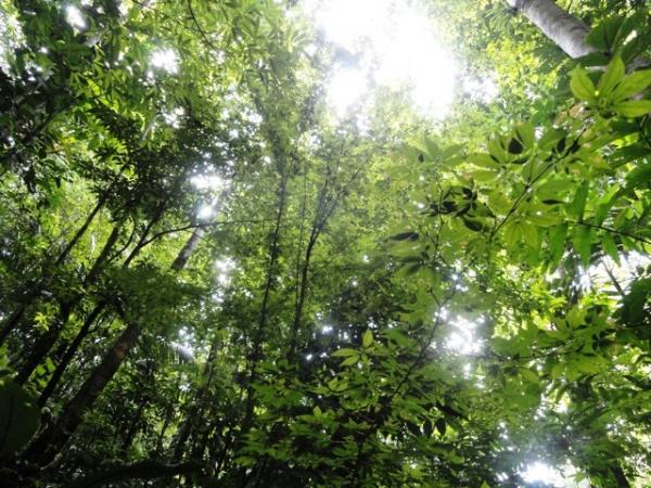 0 bed Land For Sale in Puerto Jimenez, Puntarenas - thumb 16