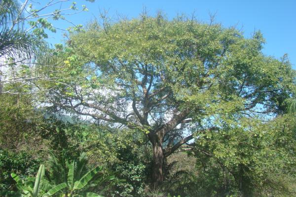 2 bed Single Family Homes For Sale in Ojochal, Puntarenas - thumb 16