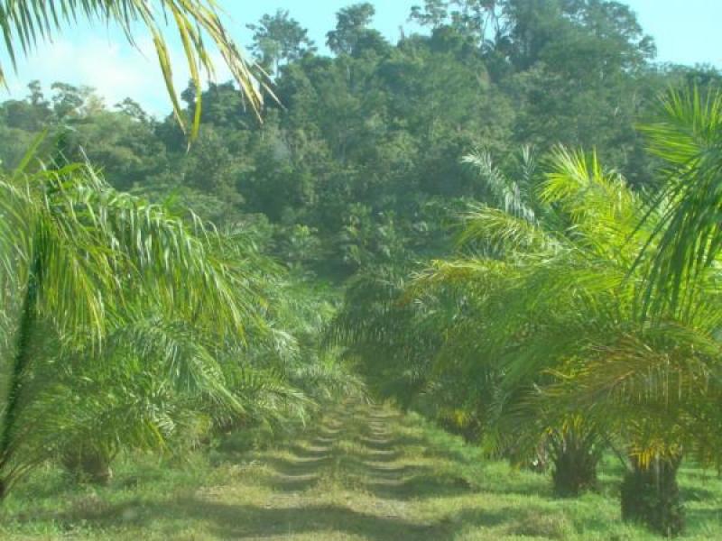 0 bed Land For Sale in Quepos, Puntarenas - 1