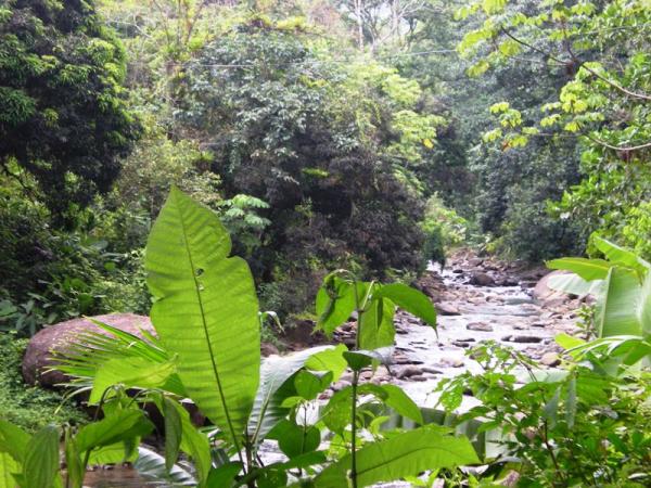 3 bed Single Family Homes For Sale in Dominical, Puntarenas - thumb 17