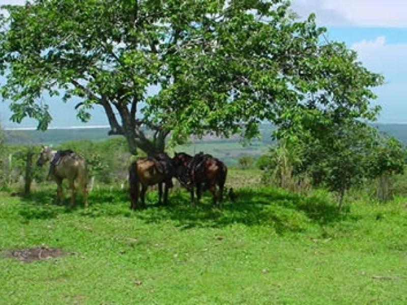 0 bed Land For Sale in Dominical, Puntarenas - thumb 7