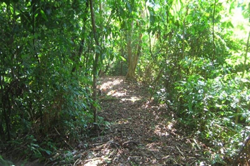 0 bed Land For Sale in Dominical, Puntarenas - thumb 4