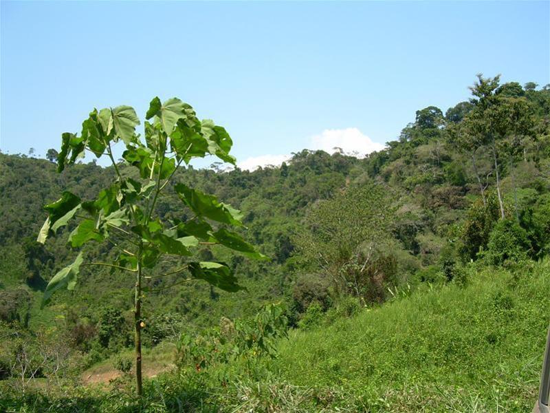 0 bed Land For Sale in Dominical, Puntarenas - 1