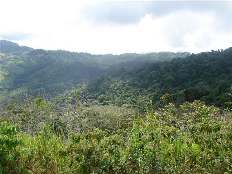 0 bed Land For Sale in Dominical, Puntarenas - thumb 4