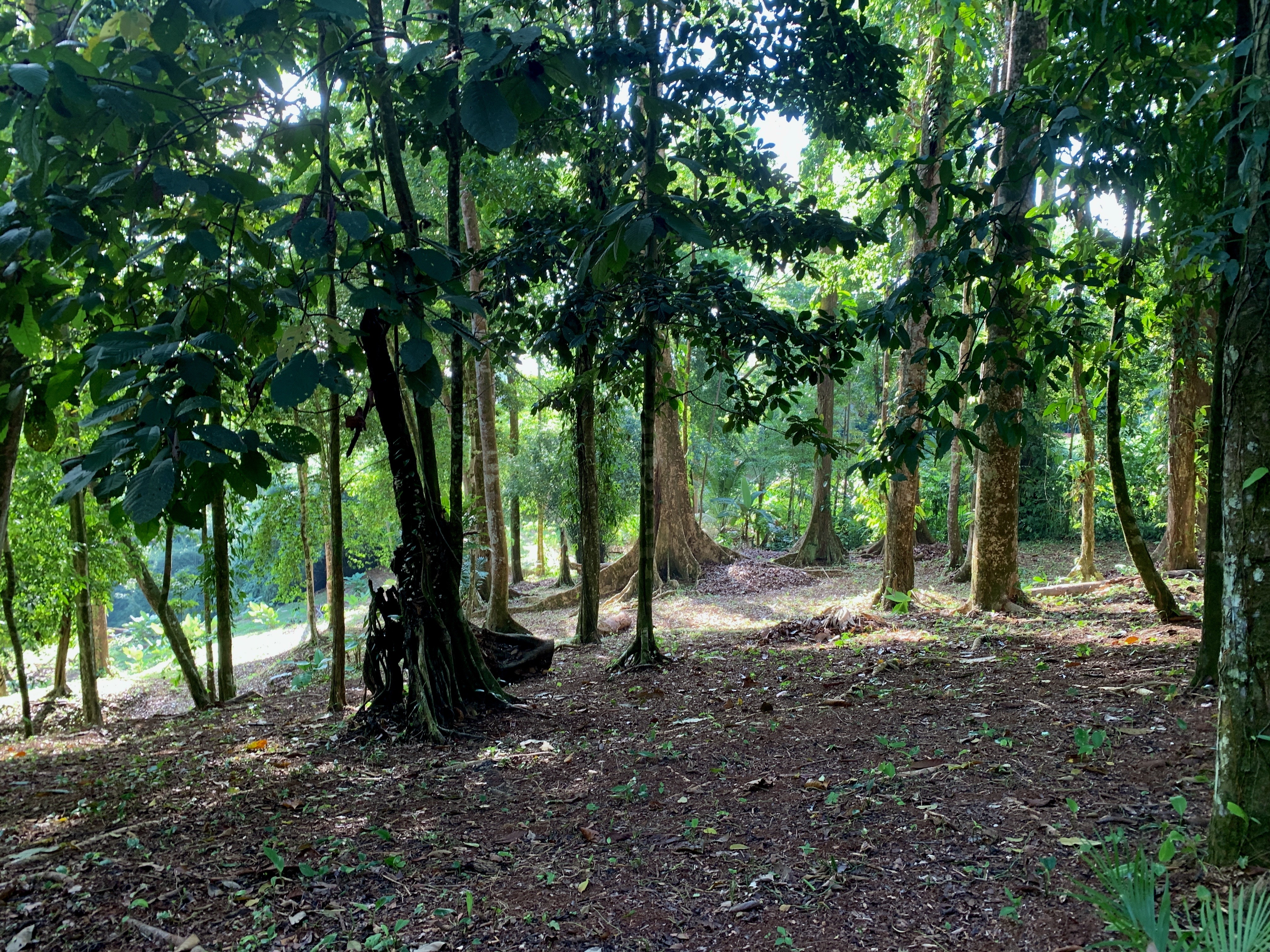 0 bed Land For Sale in Uvita, Puntarenas - thumb 2
