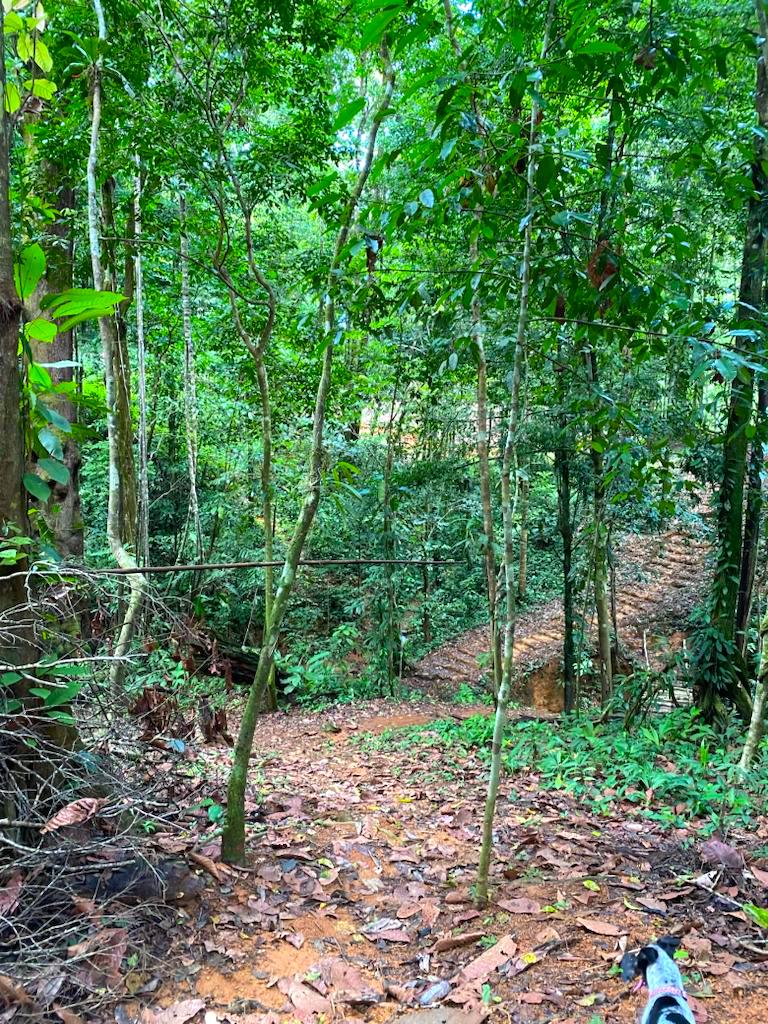 0 bed Land For Sale in Uvita, Puntarenas - thumb 6