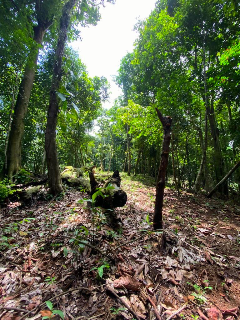 0 bed Land For Sale in Uvita, Puntarenas - thumb 4