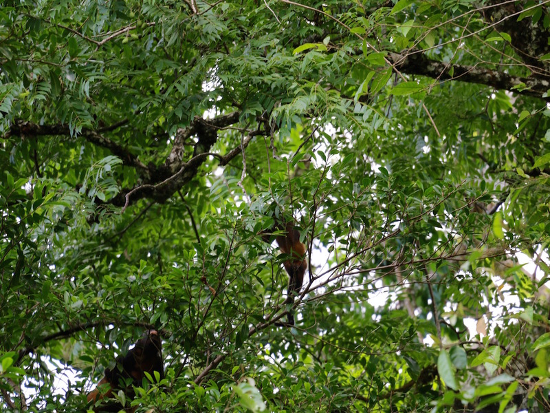 0 bed Land For Sale in Uvita, Puntarenas - 1