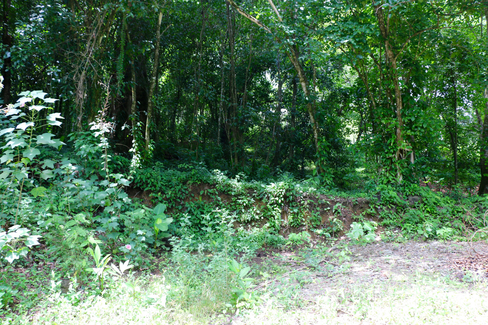 0 bed Land For Sale in Uvita, Puntarenas - thumb 7