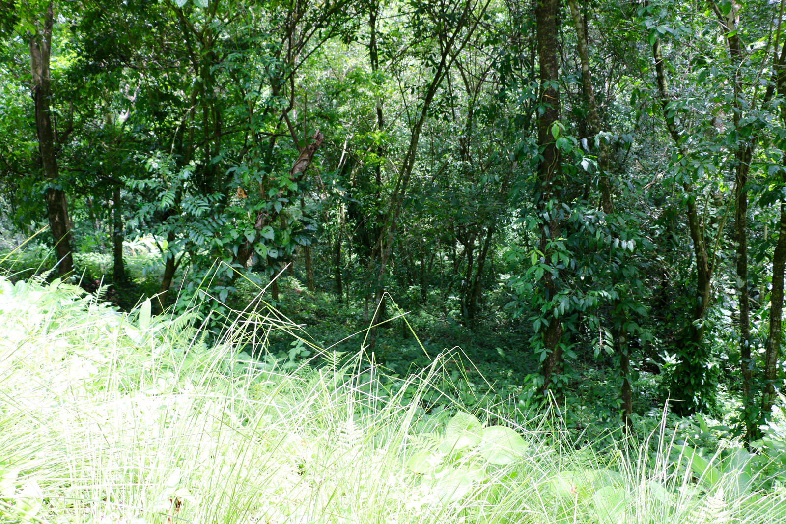0 bed Land For Sale in Uvita, Puntarenas - thumb 5