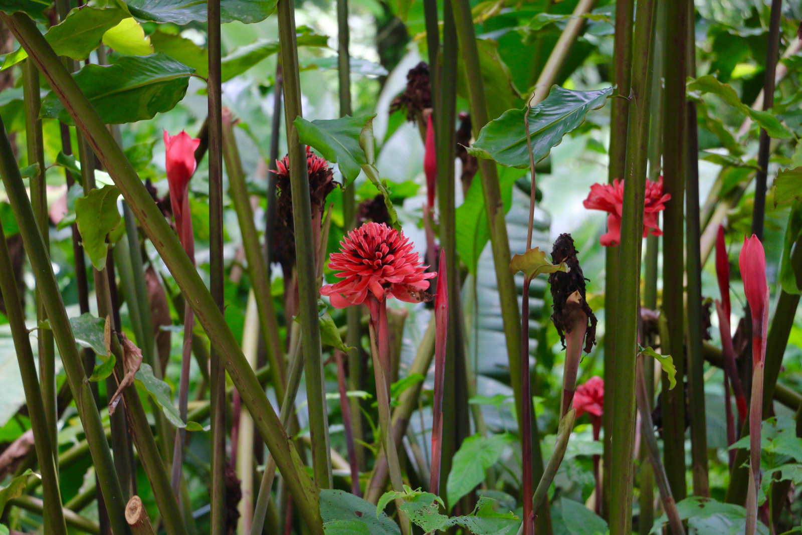 0 bed Land For Sale in Uvita, Puntarenas - thumb 8