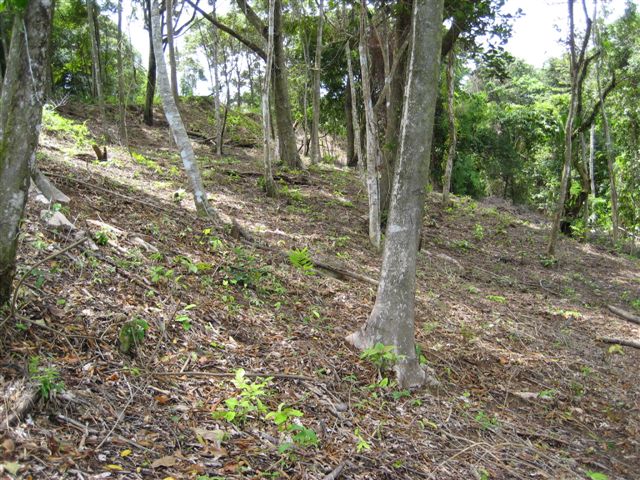 0 bed Land For Sale in Dominical, Puntarenas - thumb 4