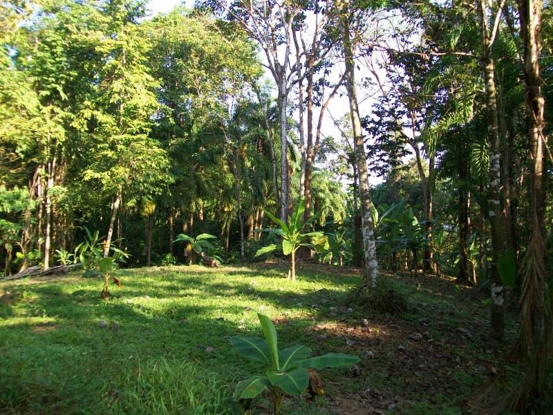 0 bed Land For Sale in Drake Bay, Puntarenas - 1