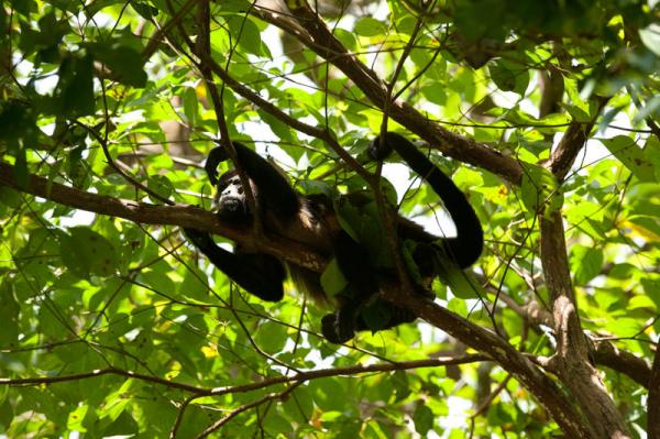10 bed Commercial For Sale in Dominical, Puntarenas - thumb 7