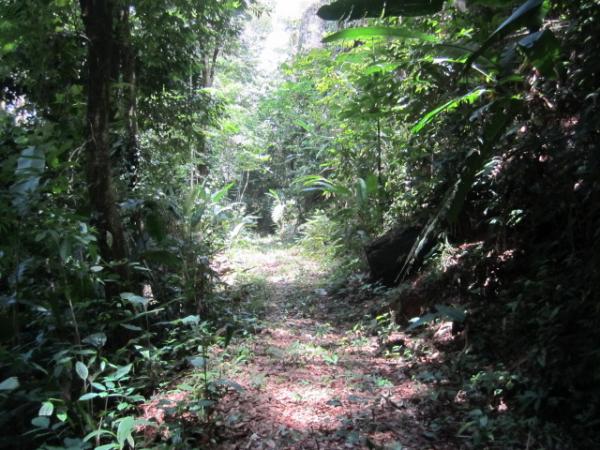 0 bed Land For Sale in Dominical, Puntarenas - thumb 7