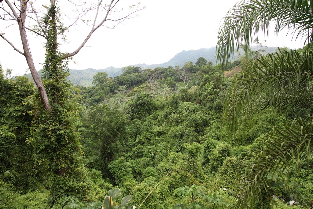 5 bed Single Family Homes For Sale in Dominical, Puntarenas - thumb 18