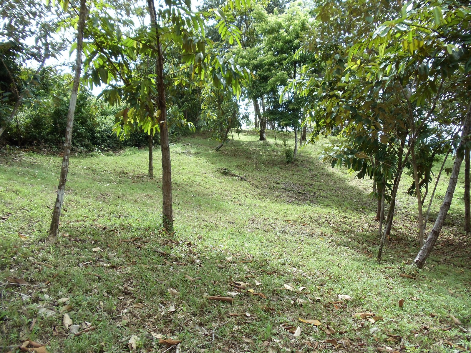 0 bed Land For Sale in Matapalo, Puntarenas - thumb 12