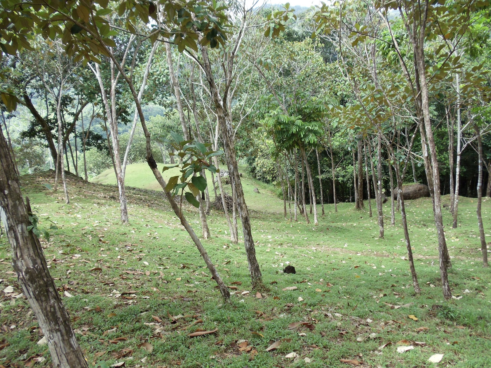 0 bed Land For Sale in Matapalo, Puntarenas - thumb 11