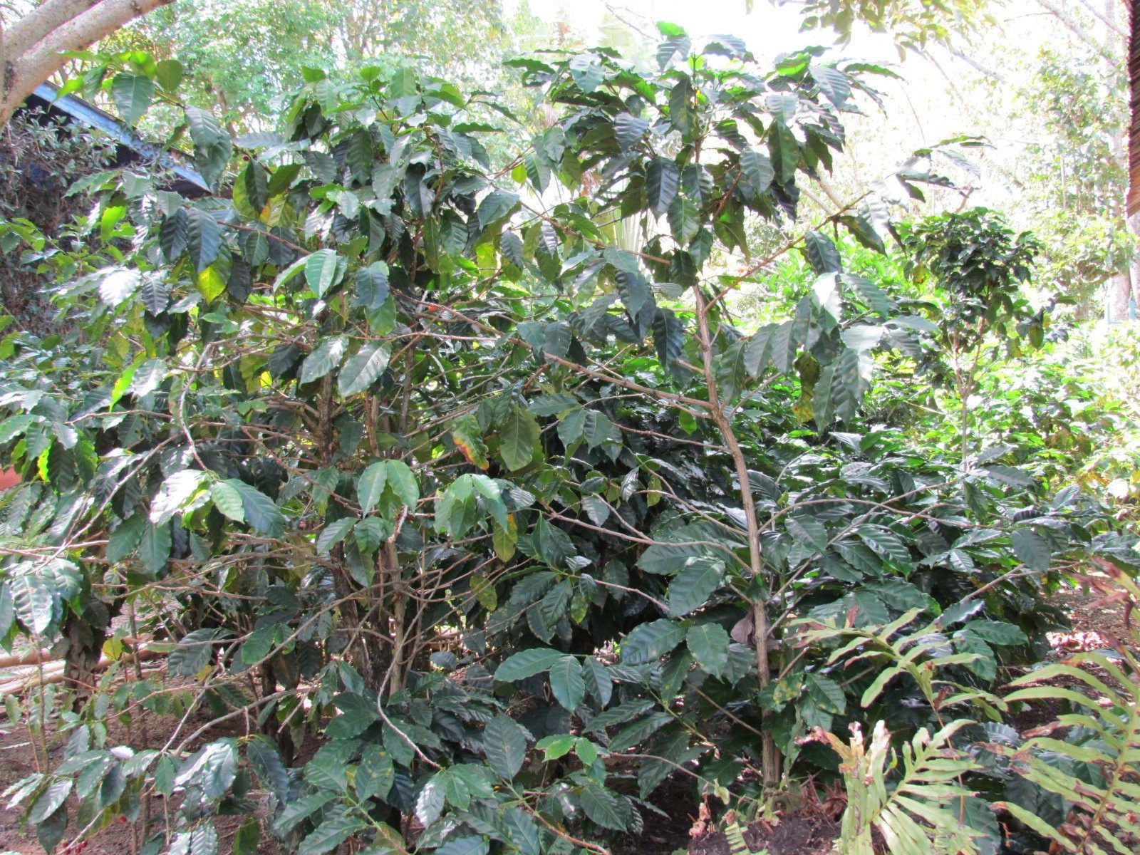 4 bed Single Family Homes For Sale in Escazu, San Jose - thumb 17